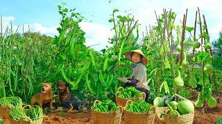 Harvest Homegrown Winged Beans, Bottle Gourd, And Yardlong Beans To Sell At The Market, Cook, Garden