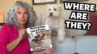 ‼️Vacation Nightmare‼️ – My Dogs Went Missing!