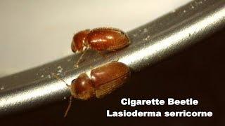 Cigarette Beetle Life Stages