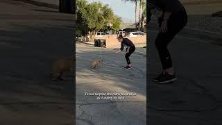 Injured Dog Rescue