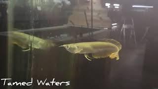 Golden Silver Arowana at Tamed Waters