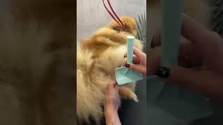 Вычесывание колтунов у шпица #animal #doglover #happy #viral #собака #dog #pet #puppy #грумер #cat