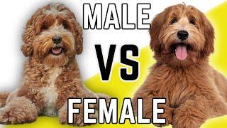 Male Labradoodle VS Female Labradoodle - Compare and Contrast