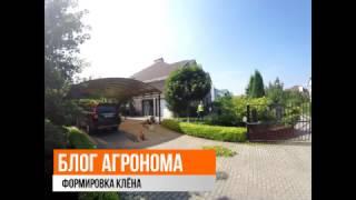 1) Блог агронома  - Формировка (стрижка) клёна