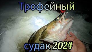 Трофейный судак 2024