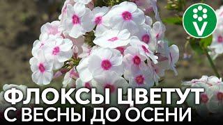 ВСЕ, ЧТО НУЖНО ЗНАТЬ О ФЛОКСАХ. Советы биолога для шикарного цветения