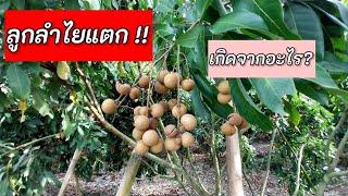 ลูกลำไยแตก เกิดจากอะไร คลิปนี้มีคำตอบ @thawornprommarak