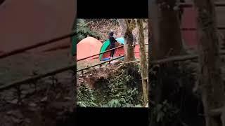 Rusak Citra Hobi Camping. Viral Sejoli Diduga Mesum Di Tenda di Curug Pangeran Gunung Salak 10/10/22