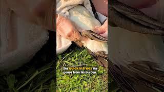 Goose says ‘thank you’ in the cutest way 