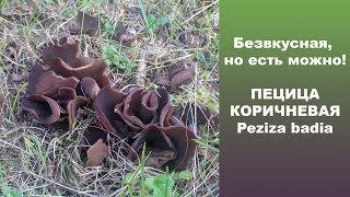 Безвкусная, но есть можно! Пецица  коричневая - Peziza badia.