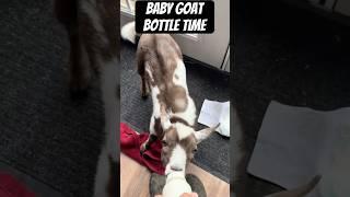 Baby Goat Bottle Time #goats #babygoats #shorts #funny #cute