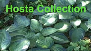 Hosta Collection At  My Woodland Hosta Garden