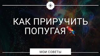 Как приручить Какарика? СОВЕТ