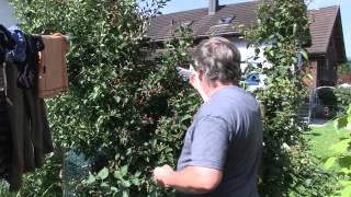 Difference between blackberries Navaho Bigandearly and Summerlong