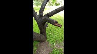 Алматы | Таугуль | Носатый губошлёп | Tree face