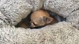 Tiny chihuahua has a surprise inside her snuggle sack!