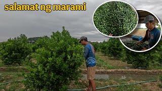 MAY NAGPAPITAS NG CALAMANSI SA FARM