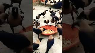 Crow fight sounds #birds_and_animal_sounds #birds #birdsounds #animals #croweating #crowsounds #crow