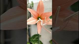 Easter Lily Plant || Lilium longiflorum #shorts