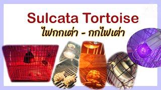 Sulcata Tortoise | การใช้ไฟกกเต่าบก | ThaKwaeng