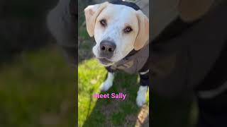 #Sally#friendly#amazingdog#shortvideoviral#