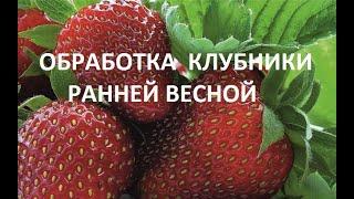 Обработка клубники ранней весной.