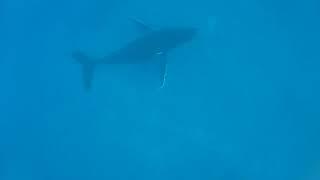 Diving with humpback whales in Tonga