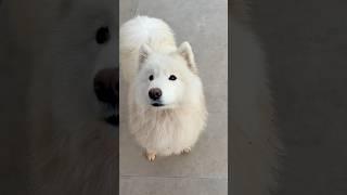 Samoyed #pets #animals #dog #puppy #drawing #shorts #short #cat #kitten #cute #baby #cat #pig