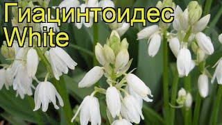 Гиацинтоидес Вайт. Краткий обзор, описание характеристик, где купить луковицы White