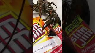 Lobster snaps Slim Jim with no mercy 