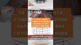 Вакцина ЛТФ против трихофитии КРС видео инструкция