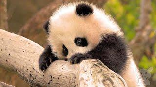 Funny pandas (Animals №7)