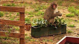 Monkeys Ruined My Potatoes Before I Could Harvest 