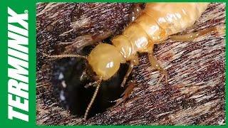 Protect Your Home From Termites - Termite Species - Terminix