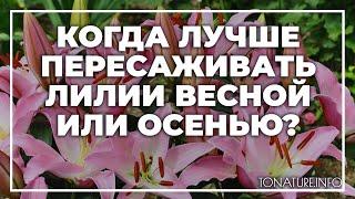 Когда лучше пересаживать лилии весной или осенью? | toNature.Info