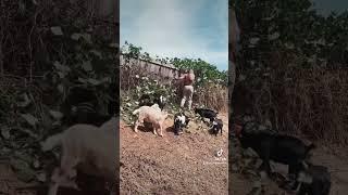 Kudzu cleanup with the goat crew