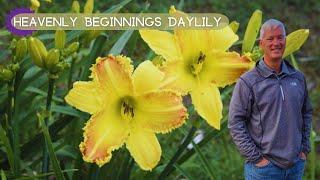 HUGE BLOOMS, IMPRESSIVE REBLOOMER | Heavenly Beginnings Daylily