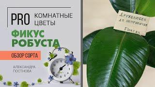 Растение для дома - Фикус каучуконосный - один из представителей вида Фикус Робуста. Будем знакомы)