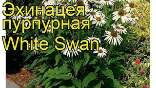 Эхинацея пурпурная Белый лебедь. Краткий обзор, описание характеристик echinacea purpurea White Swan