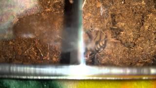 New tarantula enclosures