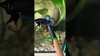 update pigeon eggs and wild betta fish#wildbetta #betta