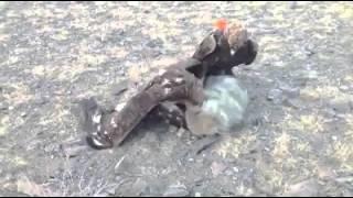 Екі бүркіт қасқырды алуда. Eagle hunting - two eagles caught a wolf.