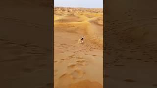 Dubai Desert ventures