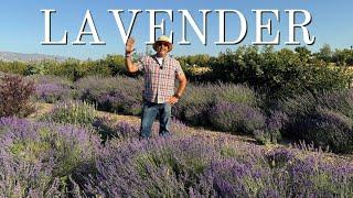 Propagating Pomegranates, Pruning Lavender, & Planting Peppers! ️ Park Winters Flower Farm