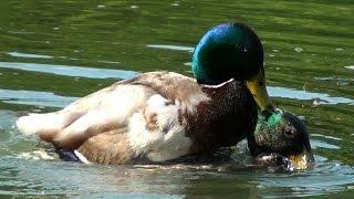 Duck Wars - Drake Mallards Fight Over Female - London