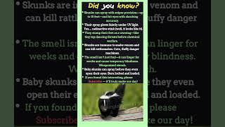 Skunk Facts That Sound Fake But Are Actually True