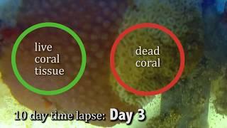 Stony Coral Tissue Loss Disease (SCTLD) Progression