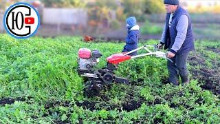 How does a LIGHTWEIGHT CULTIVATED TILLER mill mustard???