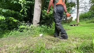 Felling a maple tree