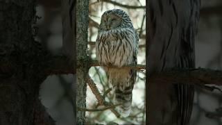 URAL OWL #shorts #owl #sova #bird #birdwatching #nature #naturelovers #wildlife #wild